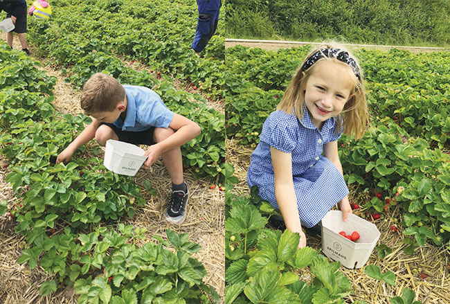 Easingwold Primary School KS1 strawberry picking and afternoon tea report....as featured in The Easingwold Advertiser & Weekly News 16th July 2022